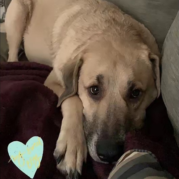 Meet your Posher, Joshua - Picture 1 of 1